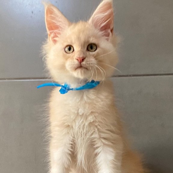 Maine Coon EZ Wakayama