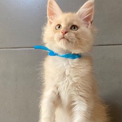 Maine Coon EZ Wakayama