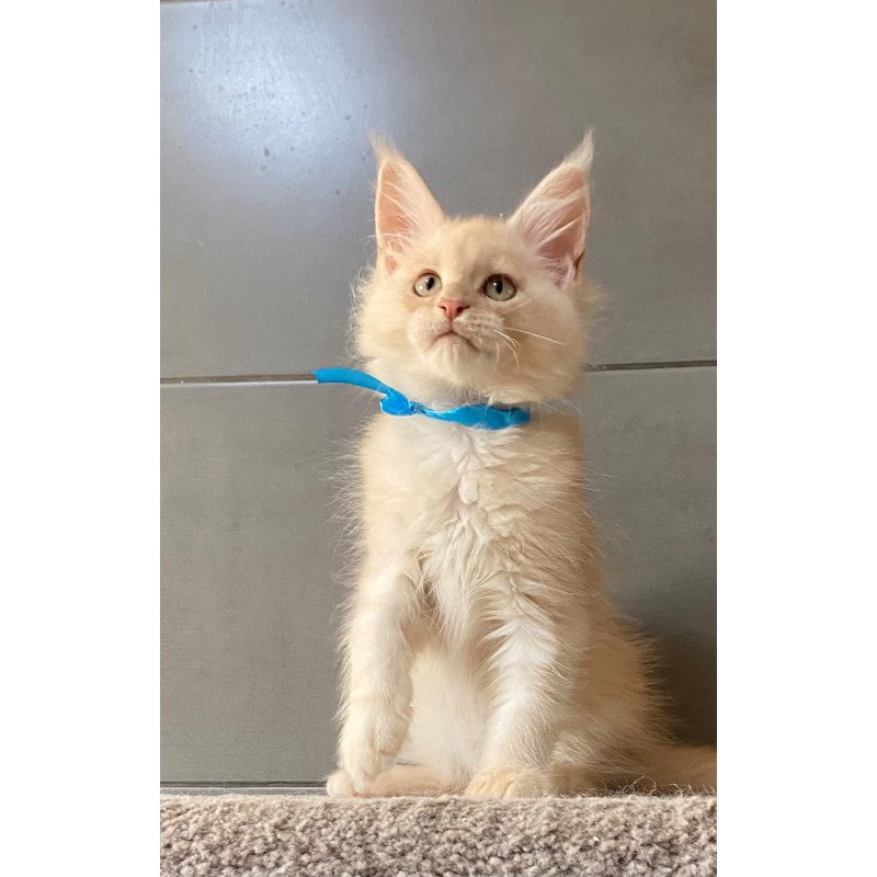 Maine Coon EZ Wakayama