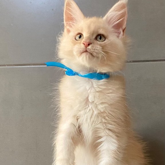 Maine Coon EZ Wakayama