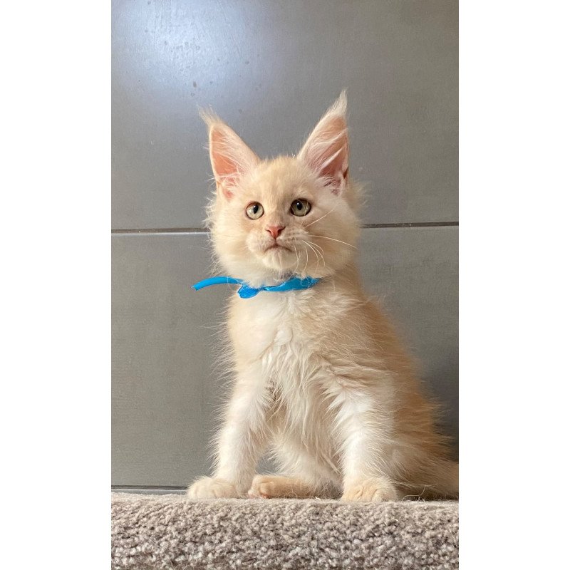 Maine Coon EZ Wakayama