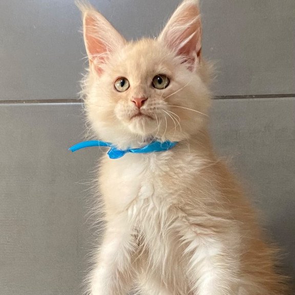 Maine Coon EZ Wakayama