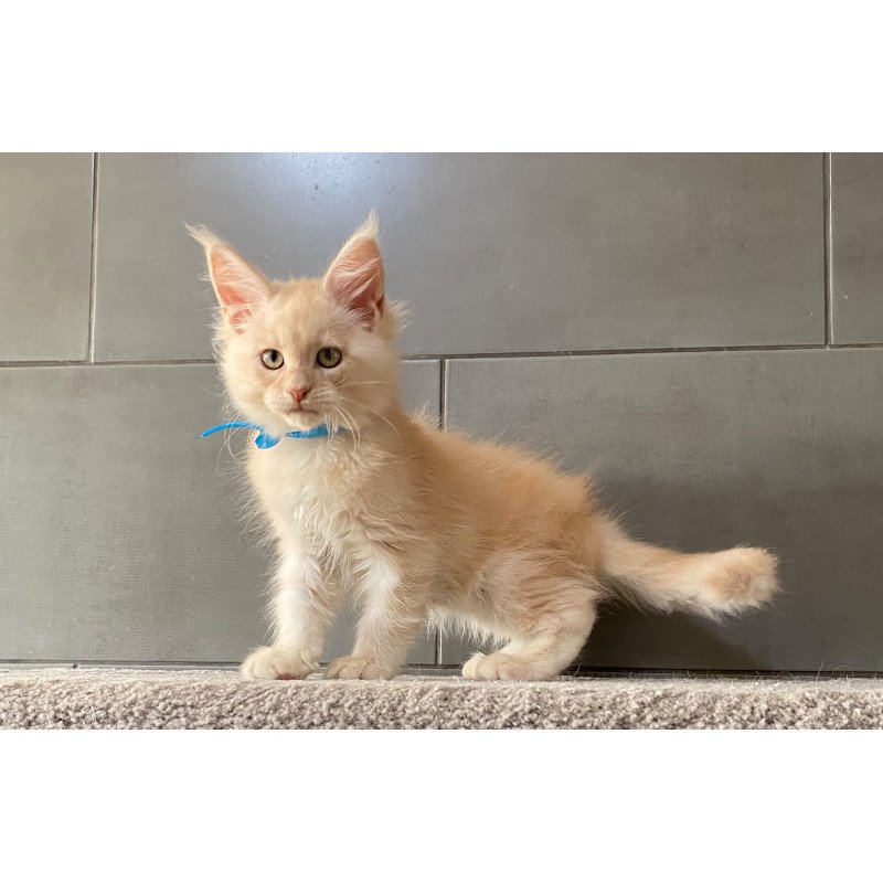 Maine Coon EZ Wakayama