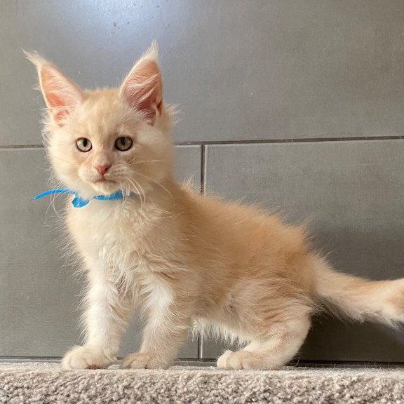 Maine Coon EZ Wakayama