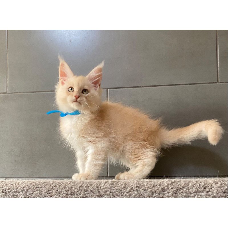 Maine Coon EZ Wakayama