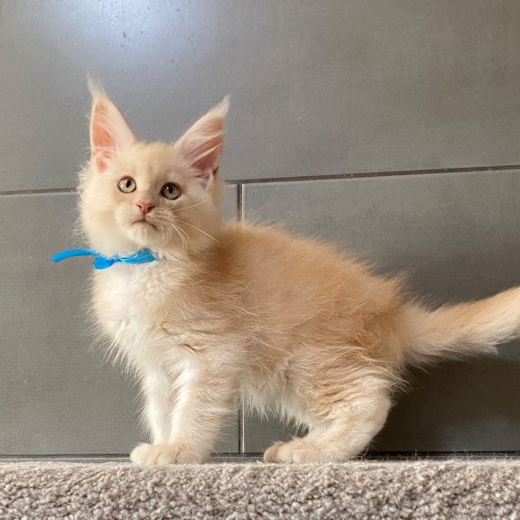Maine Coon EZ Wakayama