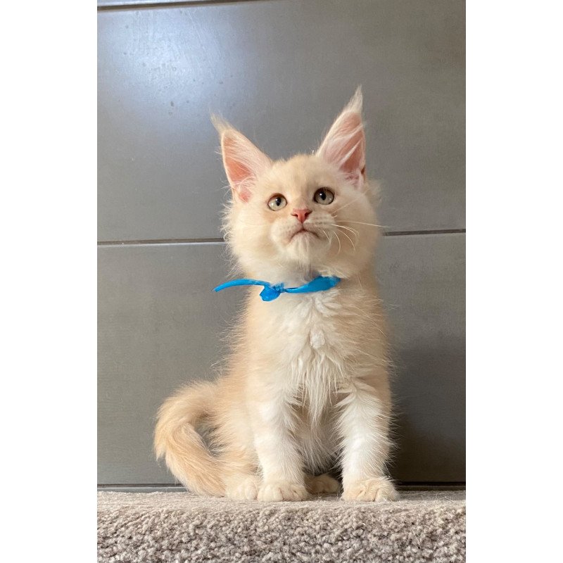 Maine Coon EZ Wakayama
