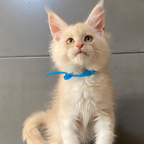 Maine Coon EZ Wakayama