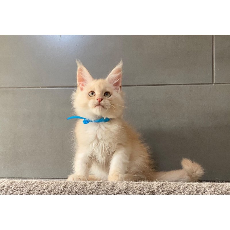 Maine Coon EZ Wakayama