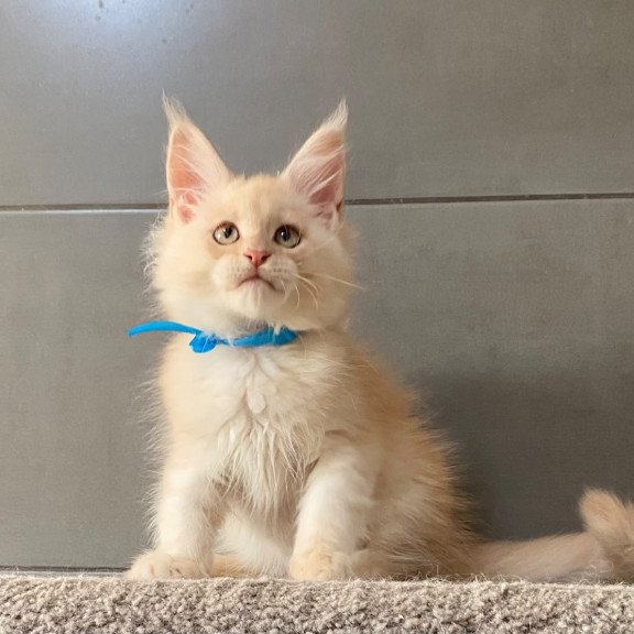 Maine Coon EZ Wakayama