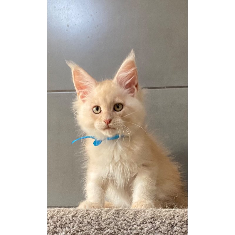 Maine Coon EZ Wakayama