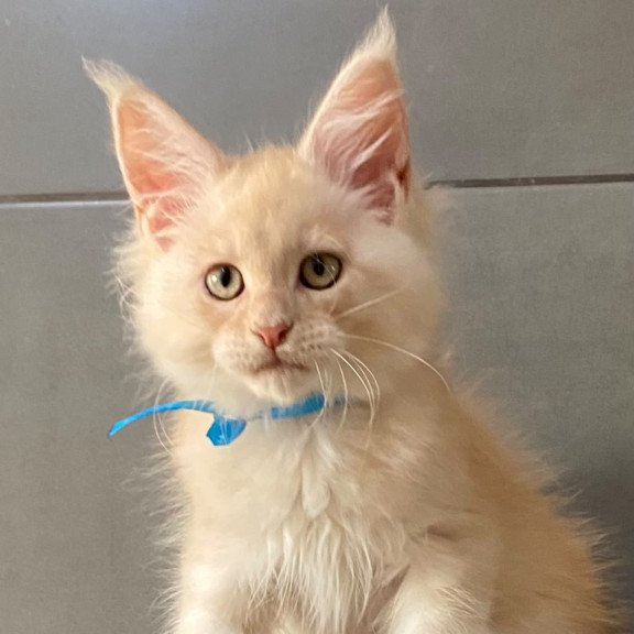 Maine Coon EZ Wakayama