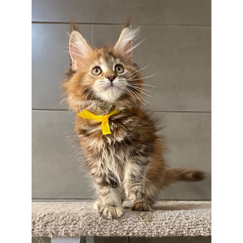 Maine Coon EZ Western star