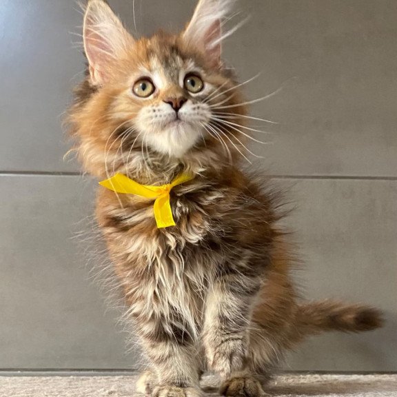 Maine Coon EZ Western star