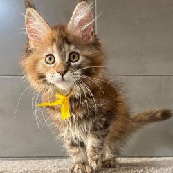 Maine Coon EZ Western star