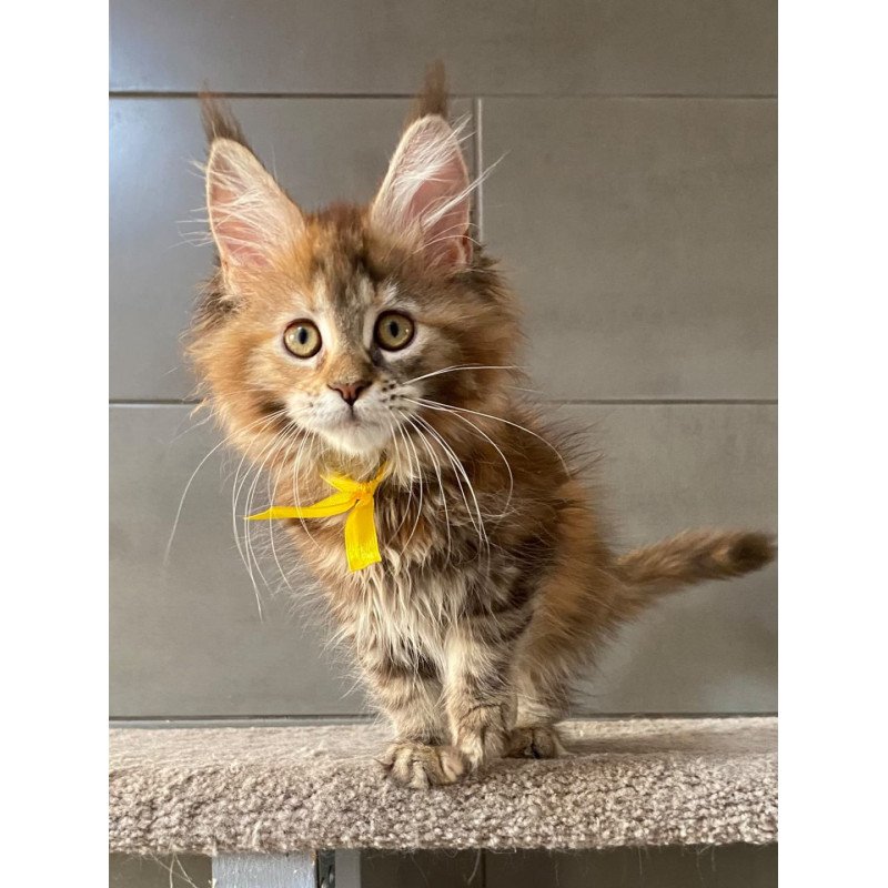 Maine Coon EZ Western star