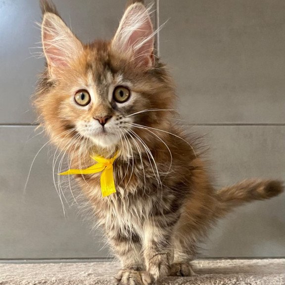 Maine Coon EZ Western star