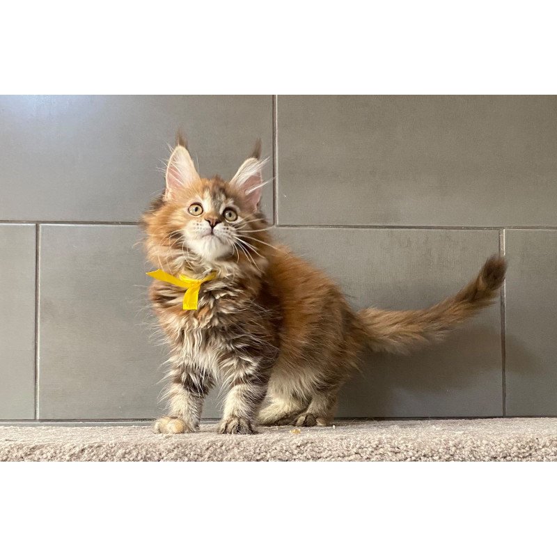 Maine Coon EZ Western star