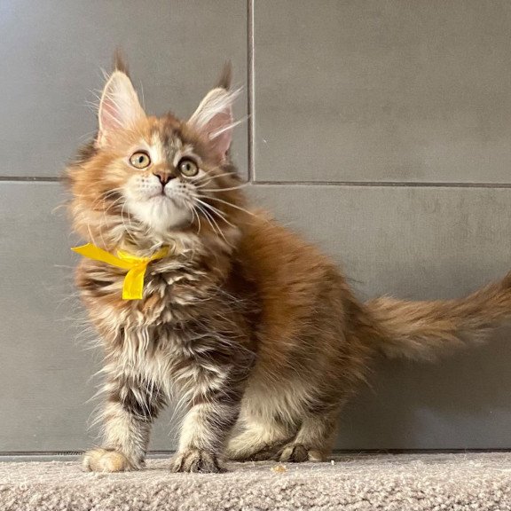 Maine Coon EZ Western star