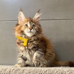 Maine Coon EZ Western star
