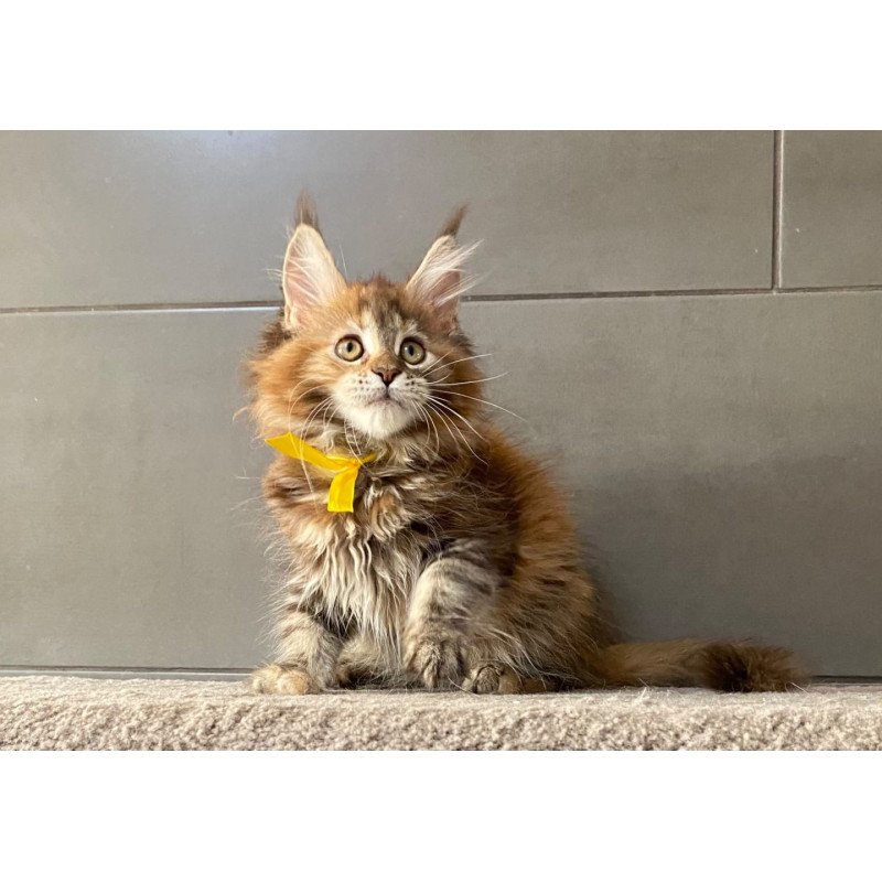 Maine Coon EZ Western star