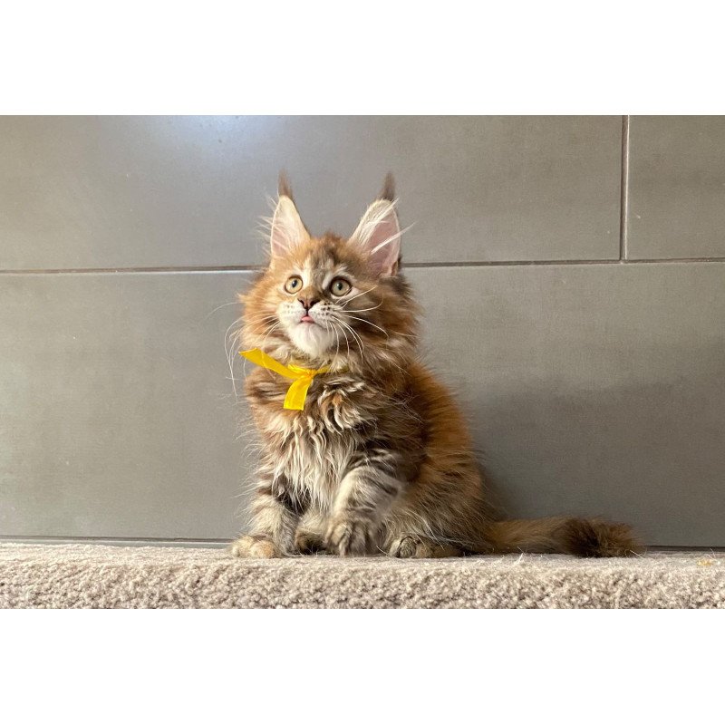 Maine Coon EZ Western star