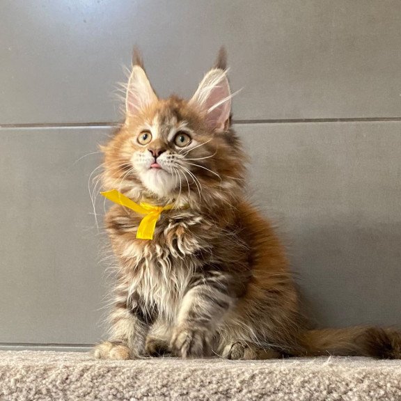 Maine Coon EZ Western star