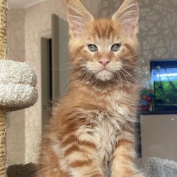 Maine Coon EZ Nord