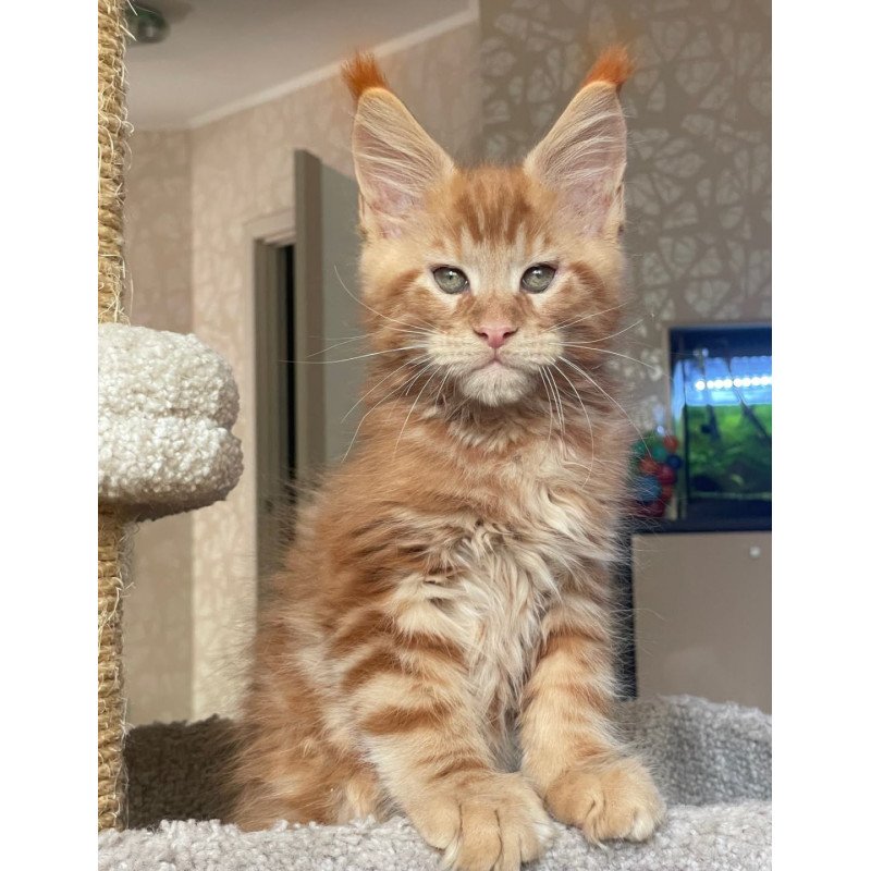 Maine Coon EZ Nord