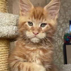 Maine Coon EZ Nord