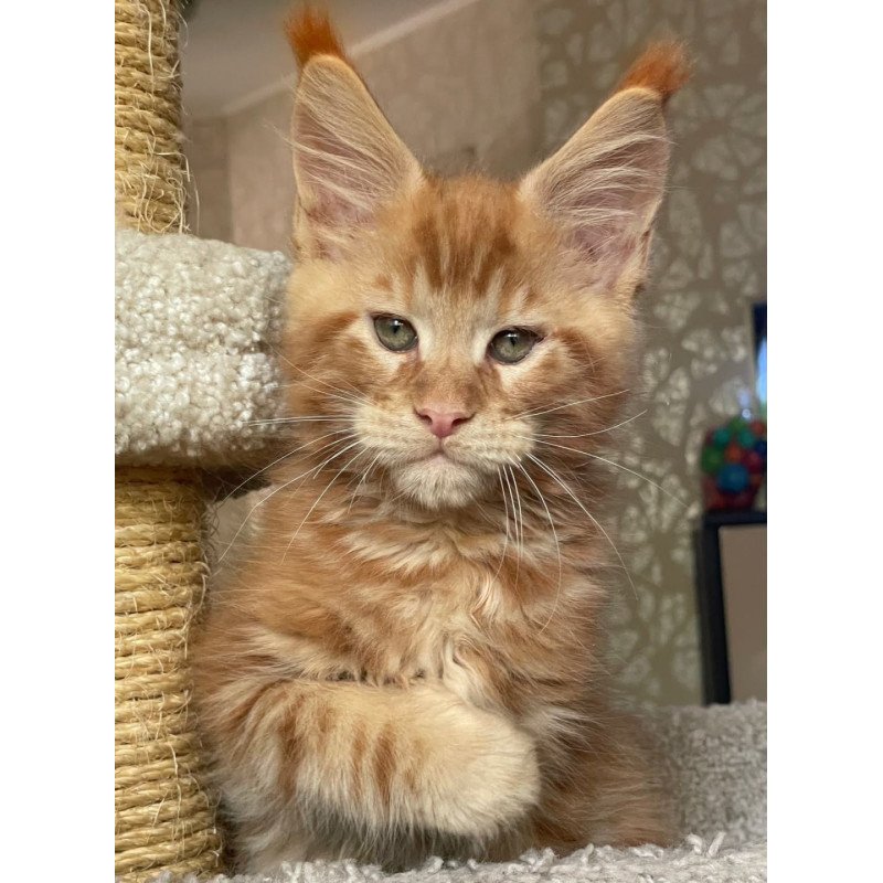Maine Coon EZ Nord