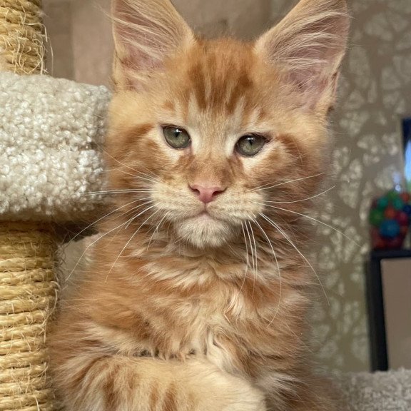 Maine Coon EZ Nord