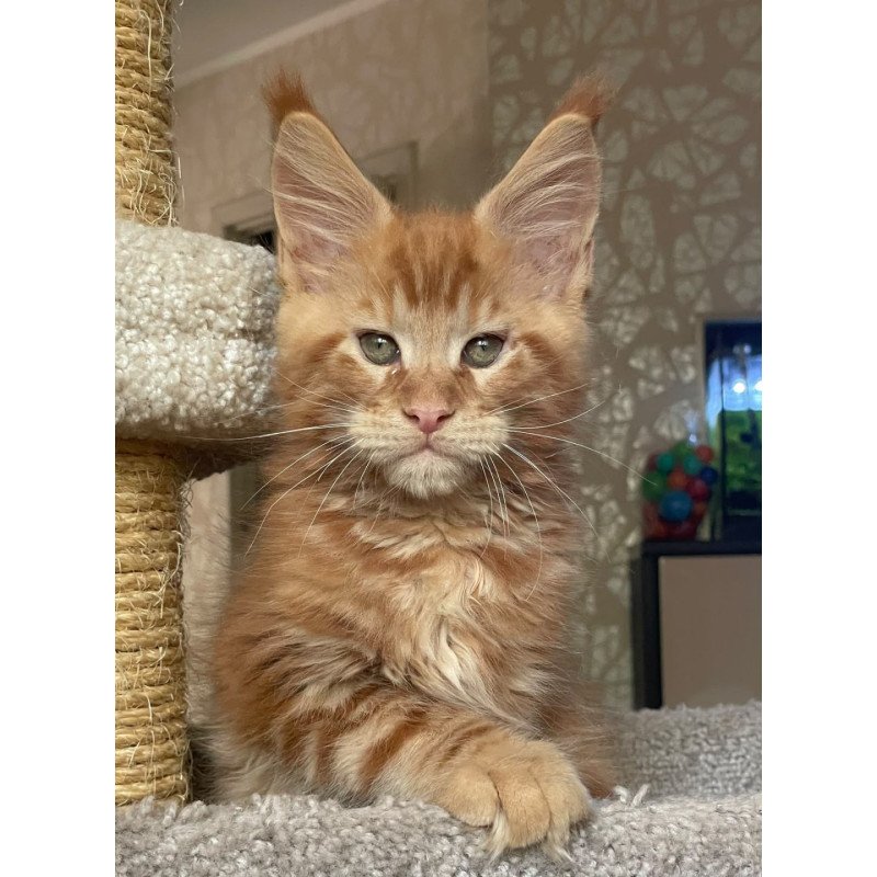 Maine Coon EZ Nord