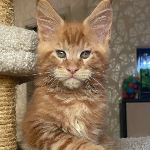 Maine Coon EZ Nord