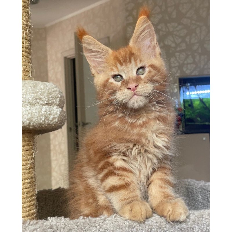 Maine Coon EZ Nord