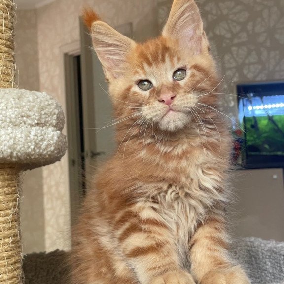 Maine Coon EZ Nord