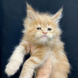 Maine Coon EZ Olivia