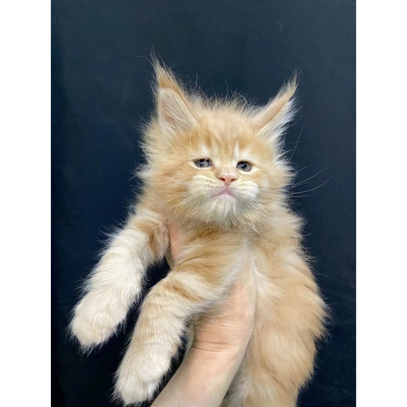 Maine Coon EZ Olivia
