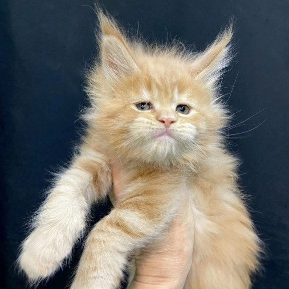 Maine Coon EZ Olivia