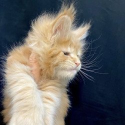 Maine Coon EZ Olivia