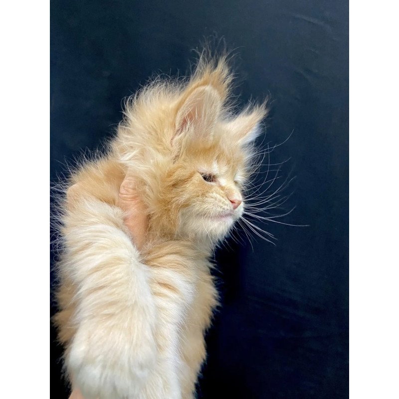 Maine Coon EZ Olivia