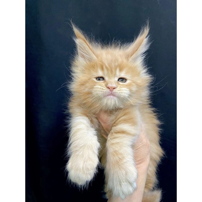 Maine Coon EZ Olivia