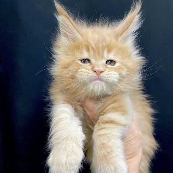 Maine Coon EZ Olivia