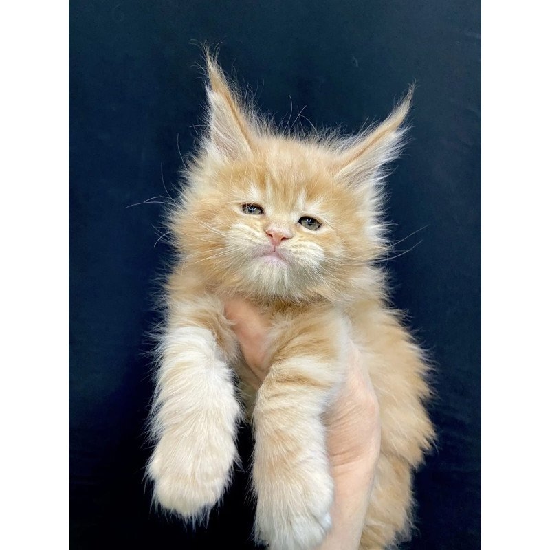 Maine Coon EZ Olivia
