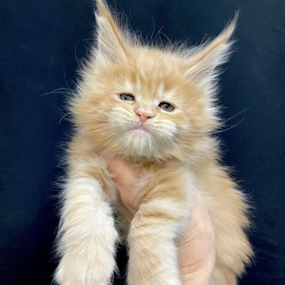 Maine Coon EZ Olivia