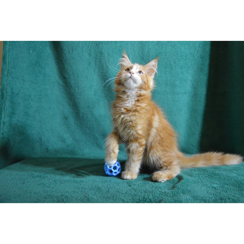 Maine Coon EZ Daisy