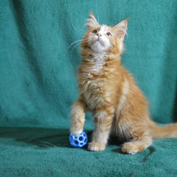 Maine Coon EZ Daisy