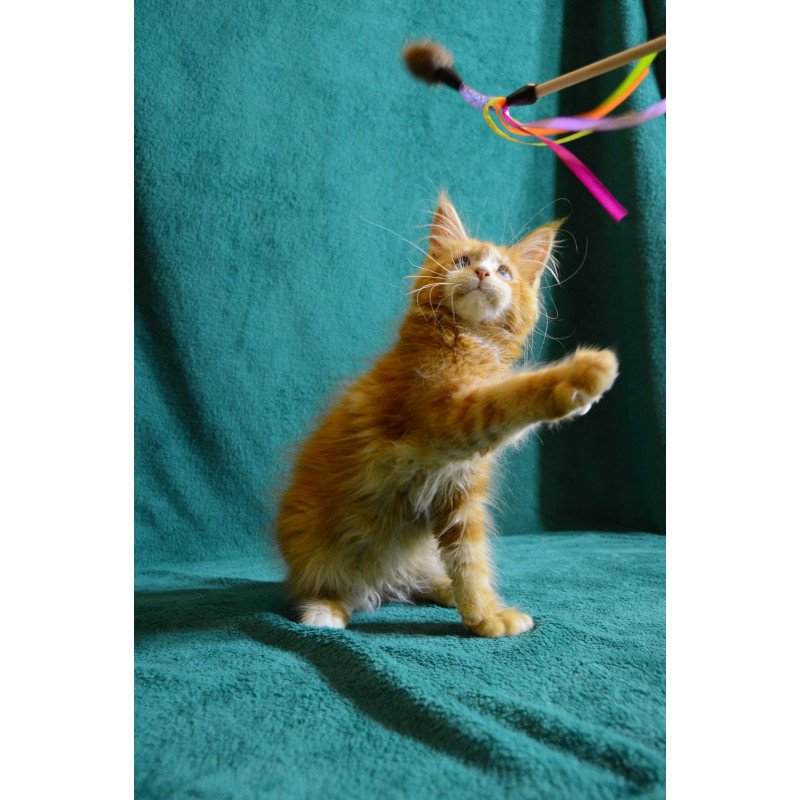 Maine Coon EZ Daisy