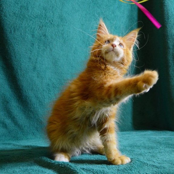 Maine Coon EZ Daisy