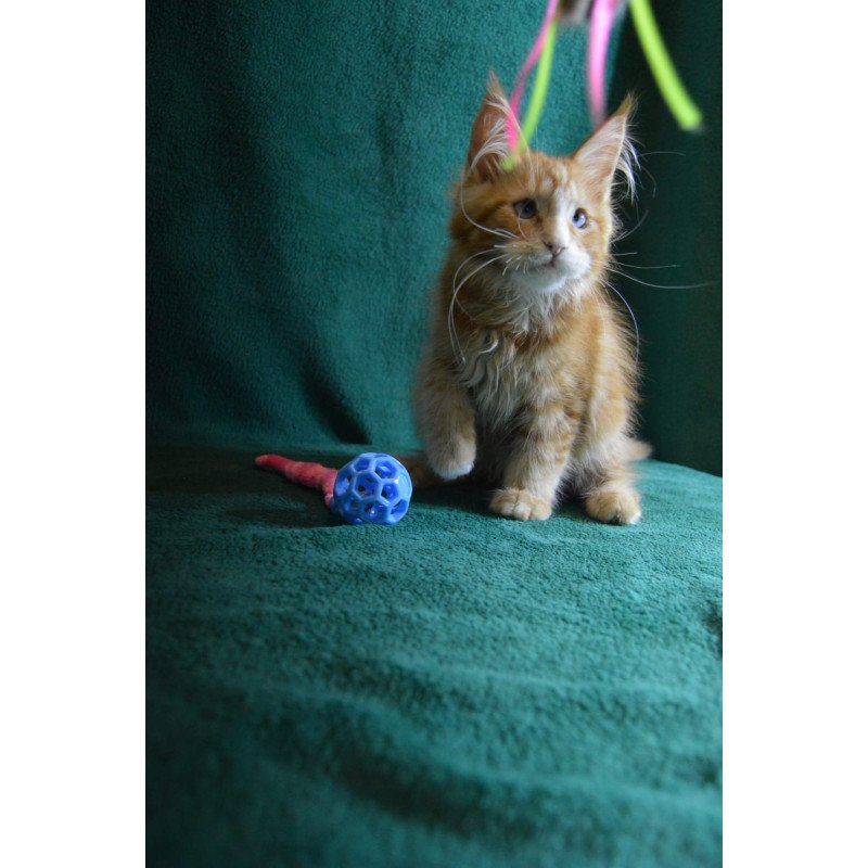 Maine Coon EZ Daisy